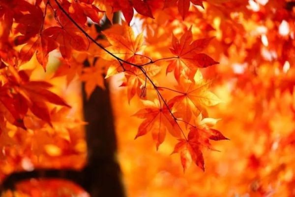 See the most beautiful red leaves in Saitama - MUSE park in Chichibu